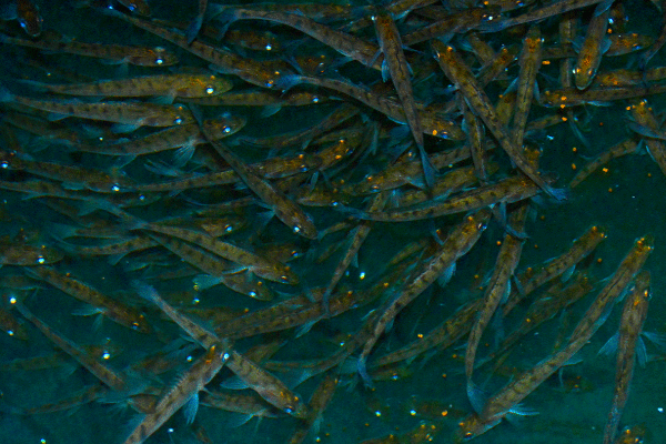 Fisch Dünger ist laut Definitionen die Grundlage zur Versorgung einer Aquaponikanlage mit Nährstoffen.